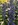 Natternkopf (Echium vulgare)